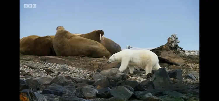 Polar bear (Ursus maritimus) as shown in Blue Planet II - One Ocean